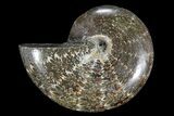 Polished, Agatized Ammonite With Sutures - Madagascar #73919-1
